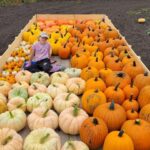 Charlotte’s Pumpkin Sale 3